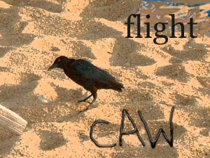 flightphotomanipplay