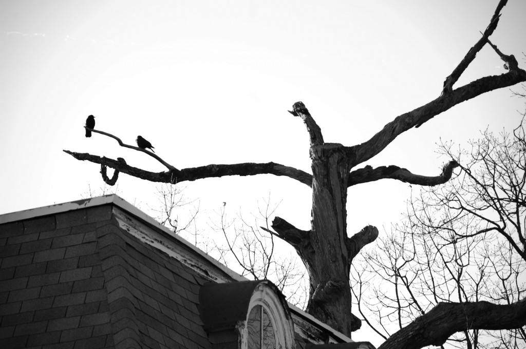 birdtree