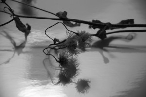 Dead Flowers Dead flowers