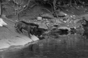 Dogs at WaterDogs a Dogs at water