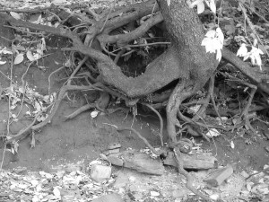 Tree roots