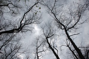 Tree Tops Tree tops
