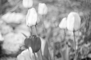 Overexposed tulips