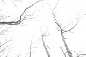 Overexposed bare trees