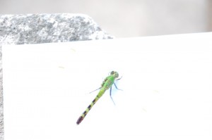 green dragonfly