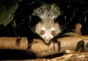 Smiling Aye-aye