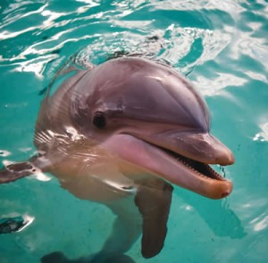 Smiling Dolphin