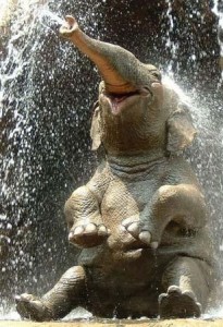 Smiling Elephant