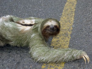 Smiling Sloth