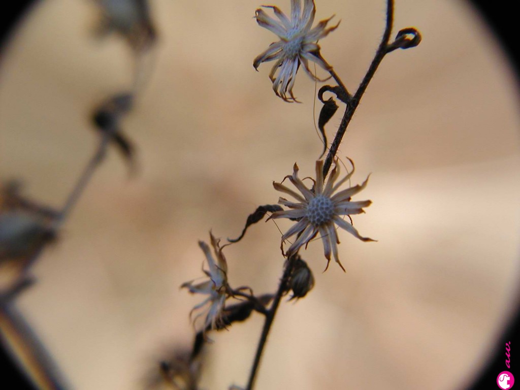 Winter Flowers - Alice Wessendorf