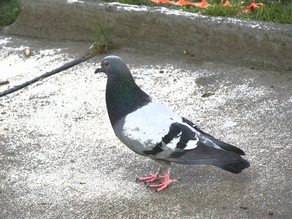 Pigeon