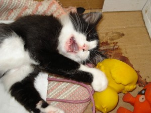 Cat and duck - Blackangel - Flickr