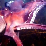 Photo of pink octopus showing several arms with suction cups