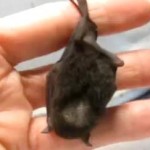 tiny black fruit bat handing from a person's finger