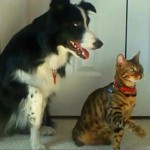 border collie and gret tabby cat with paws raised