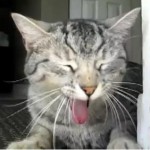 gray tabby cat yawning