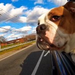 white and brown bulldog in a car window blue sky background