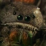 close up of a jumping spider face with four eyes and multi color beard