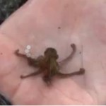 Tiny octopus on a man's hand