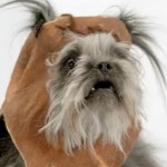 Furry terrier dog in Ewok headpiece