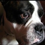 close up of brindle and white boxer face