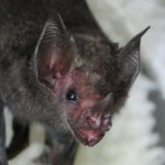 Close up of fruit bat face