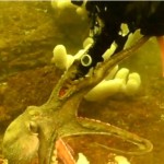 Giant Pacific Octopus with arms stretched out touching diver