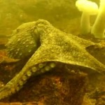 Giant Pacific Octopus sitting on a rock under water