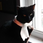 black cat wearing a white scarf