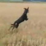 dog leaping through wheat field