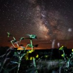 Shot of South Dakota night sky with yellow flowers in foreground