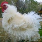 fluffy white chicken with red comb and waddle