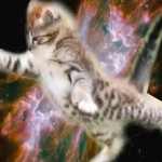 gray tabby kitten standing on back leg in front of space photo
