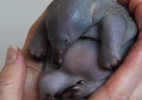 Puggle2
