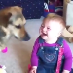 Baby laughing at a dog in a babies laughing at dogs video