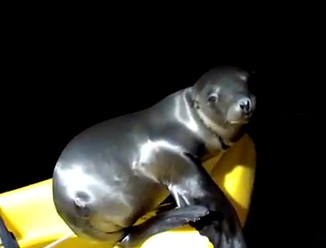 Baby sea lion sits on bow of kayak