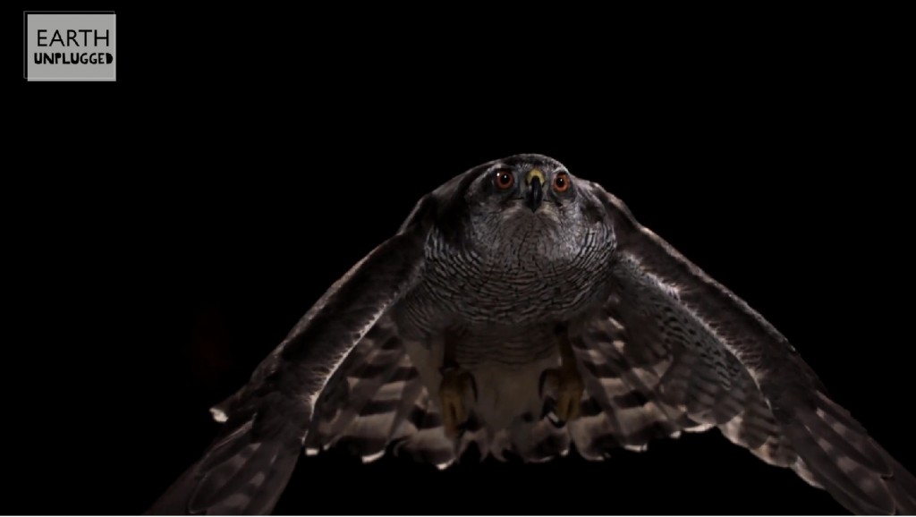 Goshawk flying