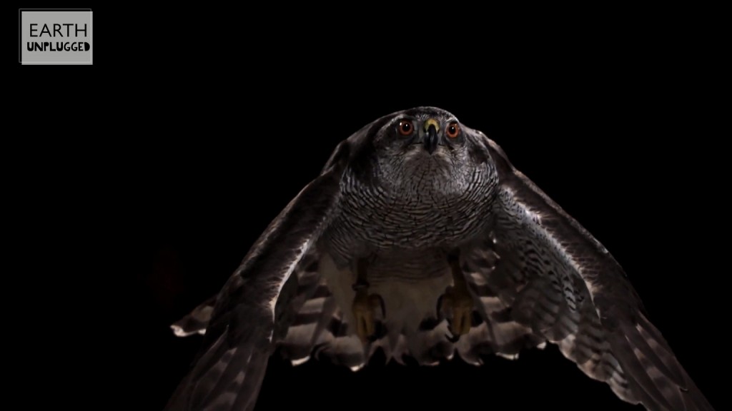 Goshawk flying