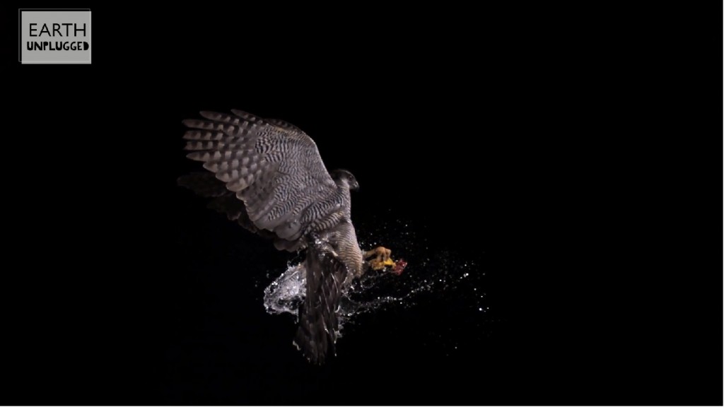 Goshawk bursts water balloon