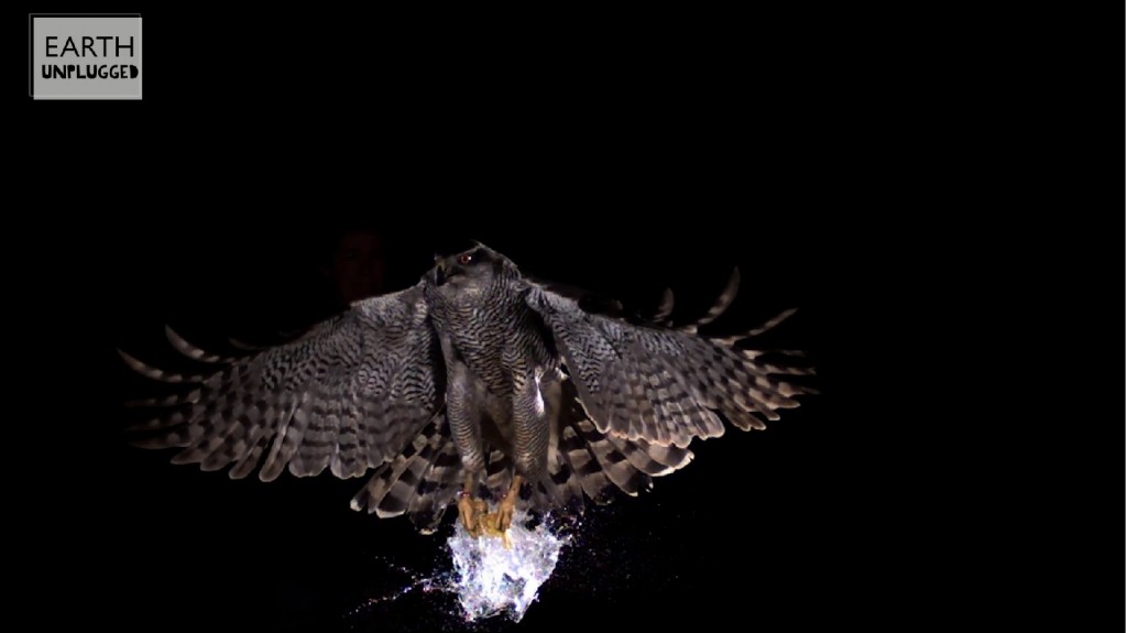 Goshawk bursts water balloon