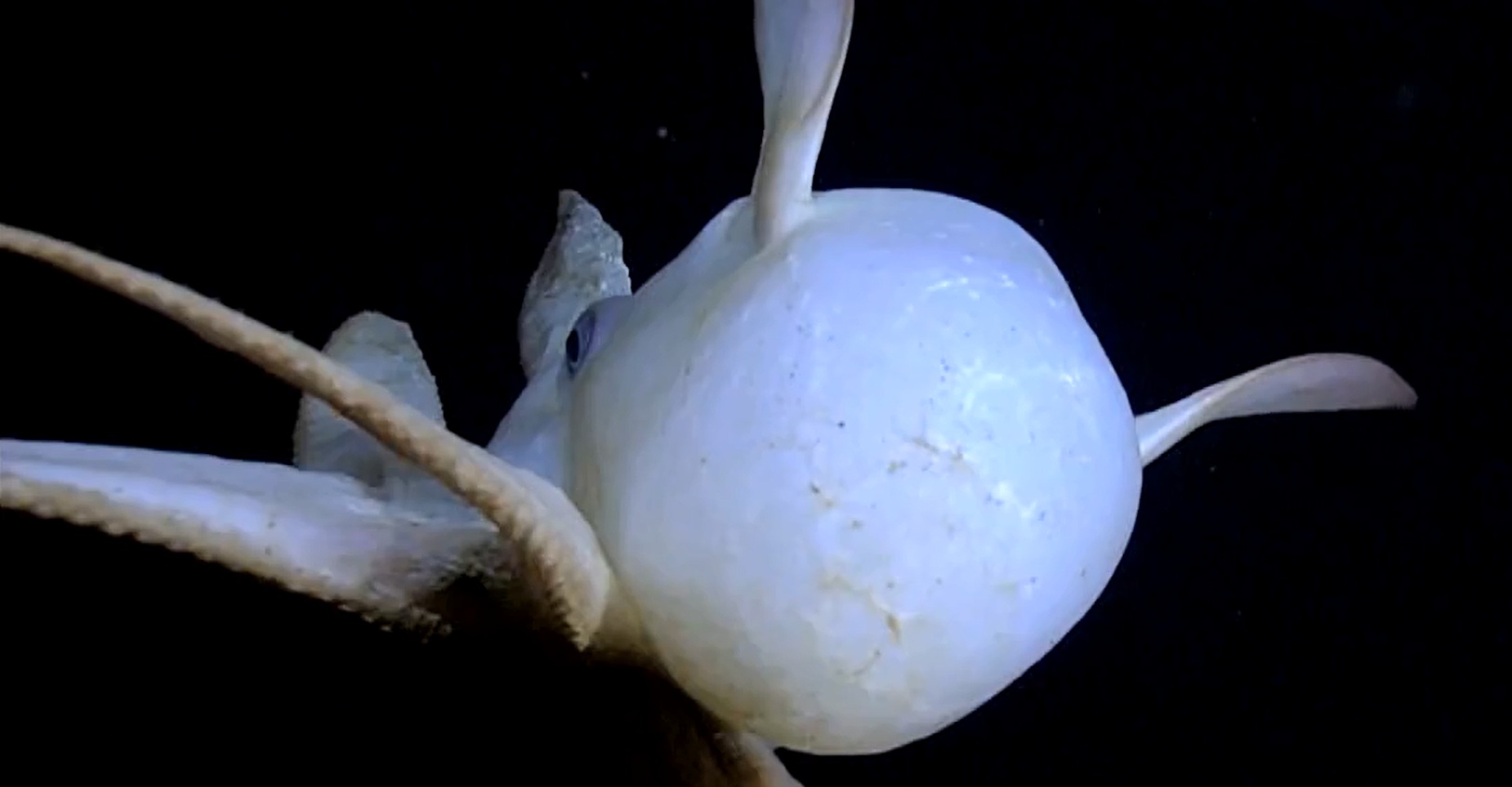 White octopus from above showing head