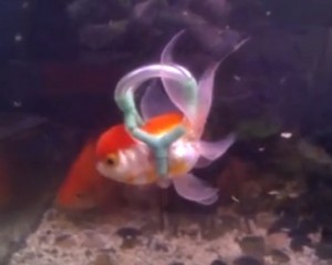 Goldfish in a lifejacket made of tubing