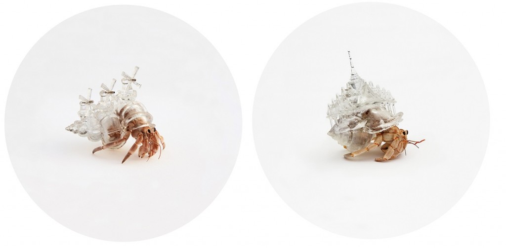 Two hermit crabs with cityscape clear shells
