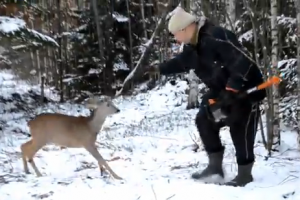 Deer attacks man