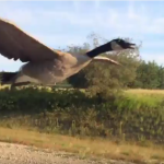 Goose flying next to an open car window
