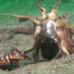 FlamboyantCuttlefish