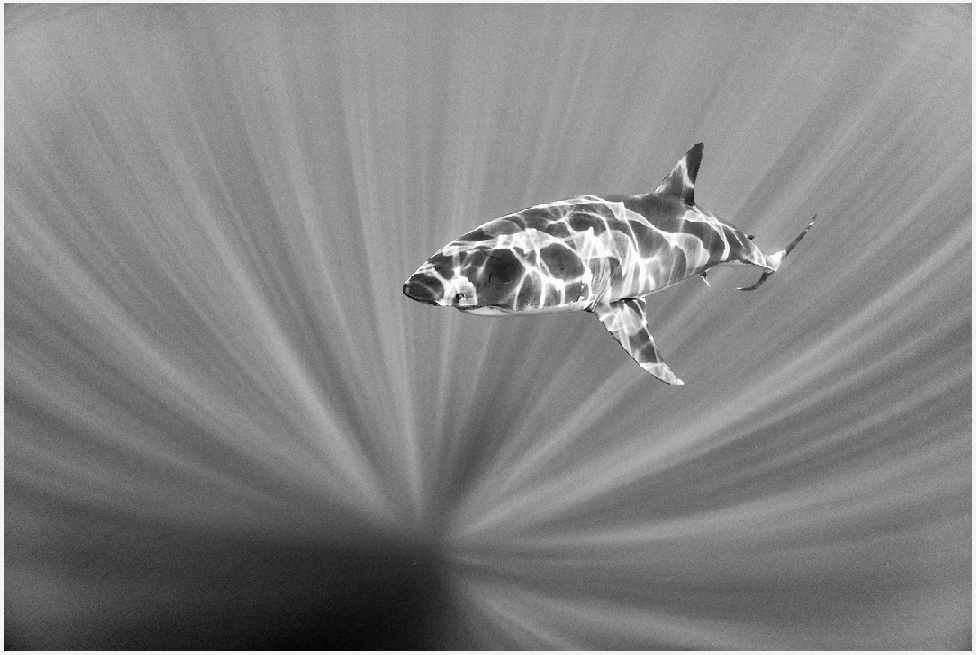 Anuar Patjane photos - shark in dappled sunlight