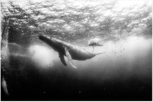 Anuar Patjane photos - whales