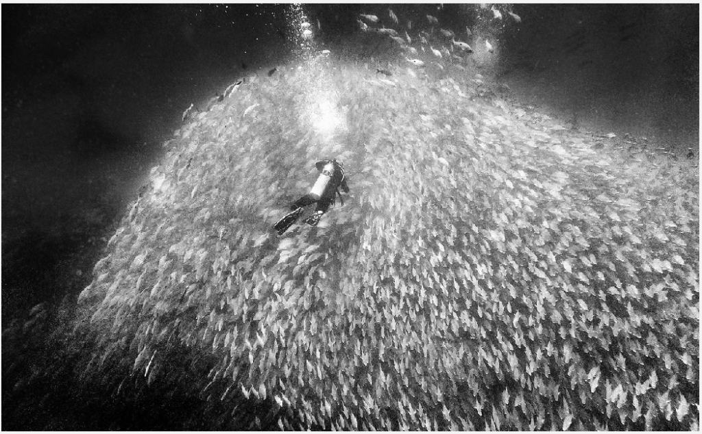 Anuar Patjane Photos - diver surrounded by a school of fish