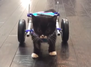 Cassidy the kitten in a wheelchair